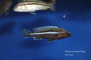 Melanochromis dialeptos 'Masinje'